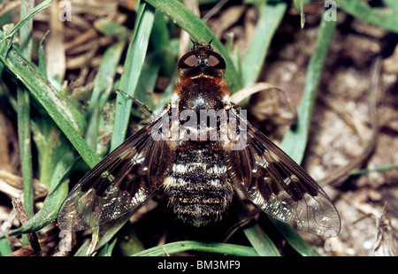 Chiazzato bee fly (Thyridanthrax fenestratus: Bombyliidae) sulla brughiera REGNO UNITO Foto Stock