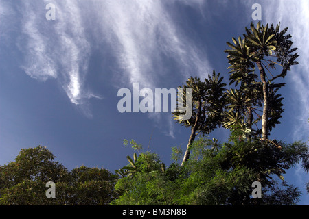 Alberi di Palma contro il cielo blu, Bellavista Cloud Forest Riserve, Ecuador Foto Stock