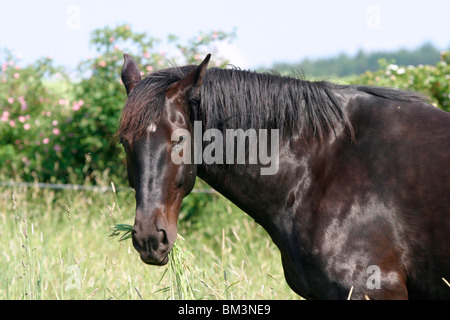 Warmblut beim fressen / cavallo al pascolo Foto Stock