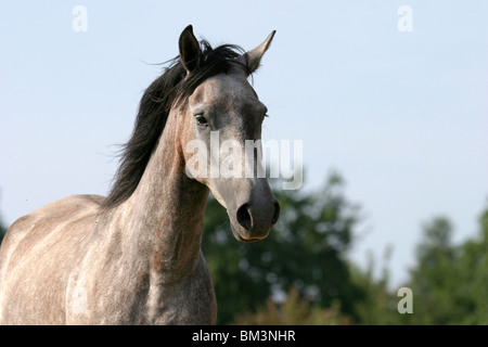 Paso Fino ritratto Foto Stock