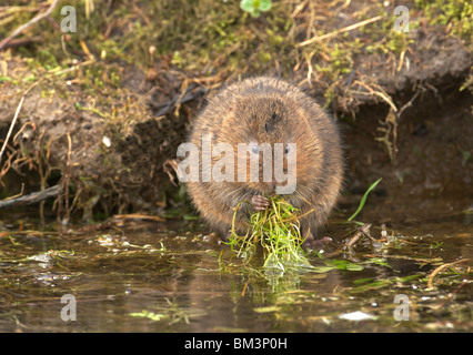 Acqua vole (Arvicola terrestris) Alimentazione accanto a un flusso REGNO UNITO Foto Stock
