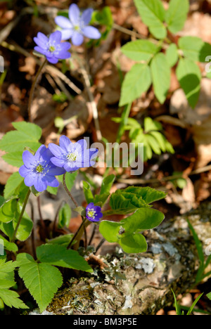 Anemone hepatica, noto anche come Hepatica nobilis, fioritura di Anemoni comune nel bosco a primavera. Porvoo, Finlandia, Foto Stock