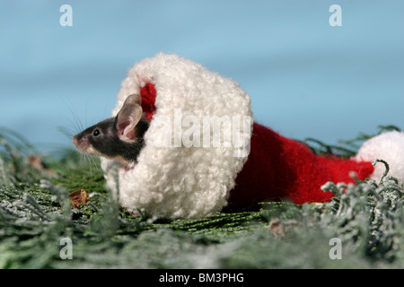 Maus mit Weihnachtsmannmütze / Christmas mouse Foto Stock