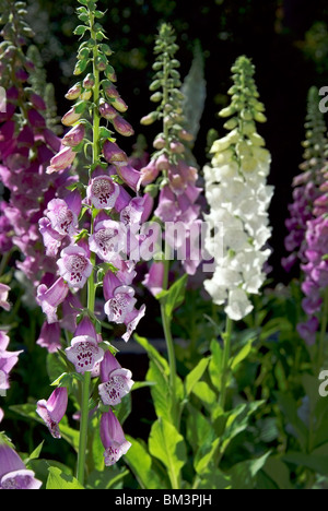 Foxglove fiori Foto Stock