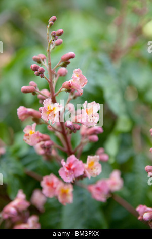 Rosso rubino cavallo Castagno fioritura Foto Stock