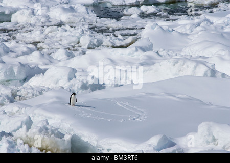 Single carino Adelie penguin in piedi sul ghiaccio nevoso cercando perso alla fine del suo percorso nella coperta di neve ghiaccio galleggiante in Antartide Foto Stock