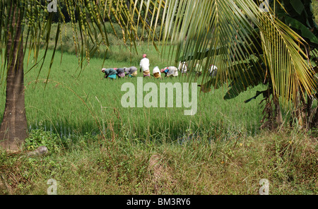 Donne Lavoratori agricoltura nelle risaie,kerala,l'india,asia Foto Stock