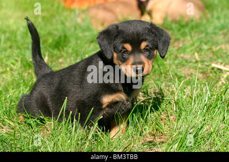 Österreichischer Pinscher Welpe / cucciolo Foto Stock