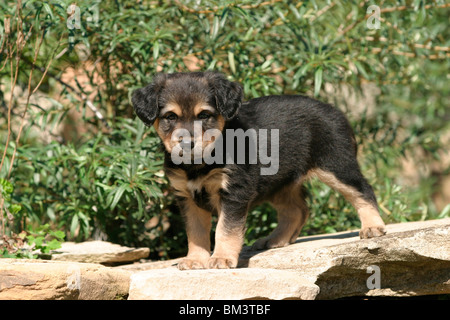 Österreichischer Pinscher Welpe / cucciolo Foto Stock