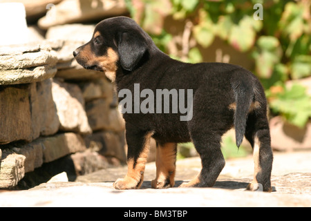 Österreichischer Pinscher Welpe / cucciolo Foto Stock