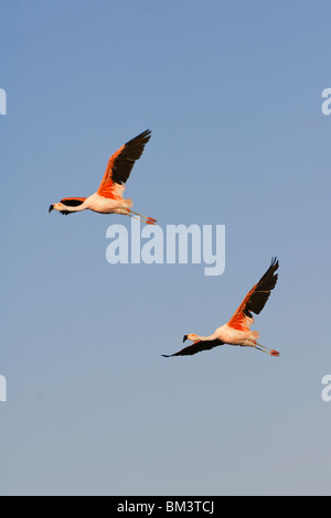 Fenicotteri cileni (Phoenicopterus chilensis) in volo, Cile Foto Stock