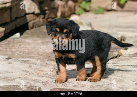 Österreichischer Pinscher Welpe / cucciolo Foto Stock