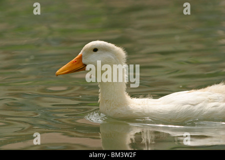 Weiße Ente / bianco duck Foto Stock