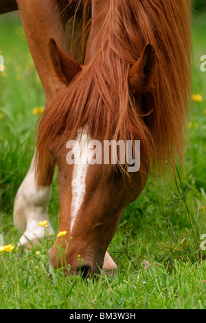 Pferd beim grasen / cavallo al pascolo Foto Stock