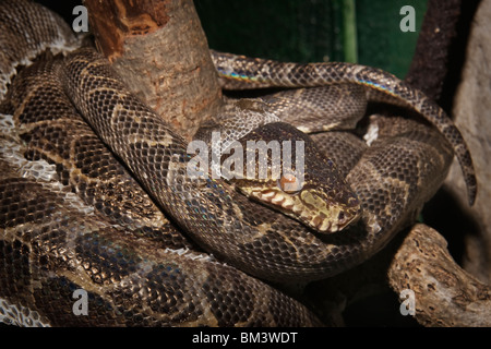 Amazon Tree Boa (Corallus hortulanus) Foto Stock