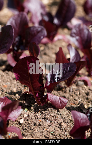 Close up Cos le lattughe "Marshall' piante che crescono nel giardino cucina a Painswick Giardino rococò in Cotswolds Foto Stock