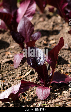 Close up Cos le lattughe "Marshall' piante che crescono nel giardino cucina a Painswick Giardino rococò in Cotswolds Foto Stock