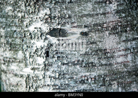 Betulla trunk sfondo texture. piccola impugnatura Foto Stock