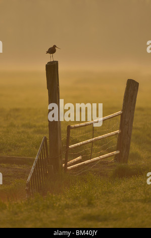 Nero-tailed Godwit (Limosa limosa), maschio in piedi su un cancello post, Paesi Bassi. Foto Stock