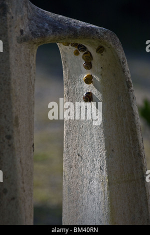 Close up di lumache di arrampicata in una fila sulla scultura Foto Stock