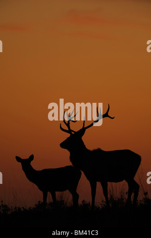 Il cervo (Cervus elaphus). Feste di addio al celibato e vitello stagliano al crepuscolo. Foto Stock