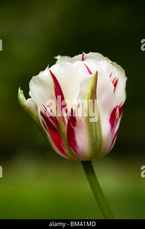 Viridiflora tulip " Flaming verde primavera' in fiore Foto Stock