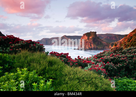 Piha Beach e Lion Rock al tramonto. Piha, Waitakere gamme Parco Regionale, Auckland, Isola del nord, Nuova Zelanda Foto Stock