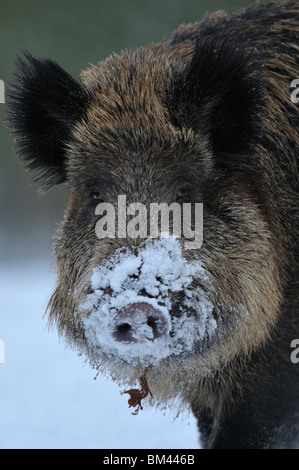 Il cinghiale (Sus scrofa). Femmina adulta, ritratto in inverno Foto Stock