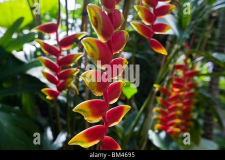 Heliconia fiori in serra presso il wintergarden, nell'Auckland Domain. Auckland, Isola del nord, Nuova Zelanda Foto Stock