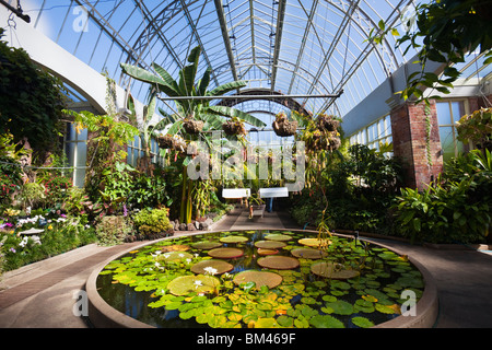 Lily Pond in the glasshouse presso il wintergarden, nell'Auckland Domain. Auckland, Isola del nord, Nuova Zelanda Foto Stock