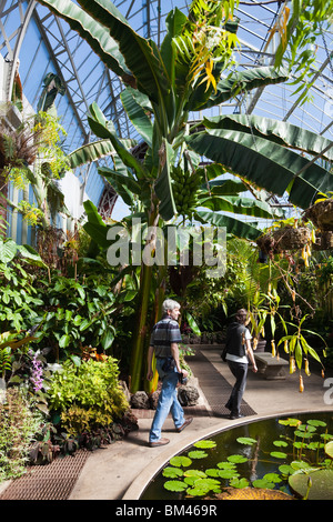 I visitatori in serra presso il wintergarden, nell'Auckland Domain. Auckland, Isola del nord, Nuova Zelanda Foto Stock