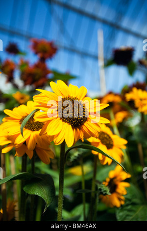 Girasoli nella serra serra. Il dominio di Auckland, Isola del nord, Nuova Zelanda Foto Stock