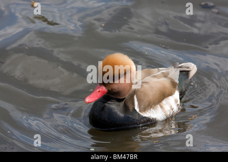 Un rosso-crested pochard nuoto su un laghetto. Foto Stock