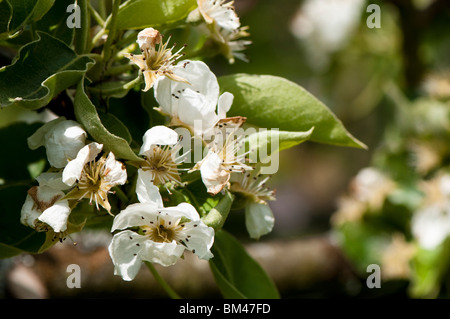 'Pera Catillac' blossom sugli alberi a Painswick Giardino rococò, Cotswolds Foto Stock