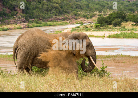 Elefante bagno di polvere Foto Stock