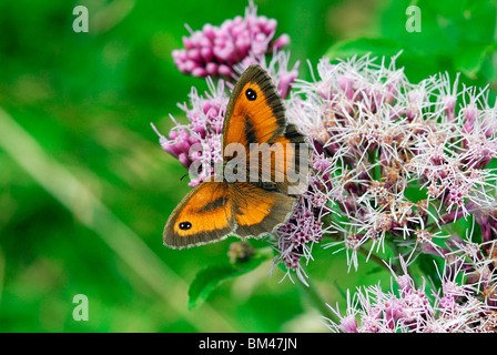 Farfalla di gatekeeper Foto Stock