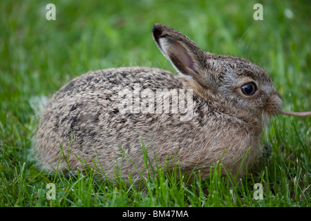 Unione Brown, lepre Lepus europaeus, Leveret Foto Stock