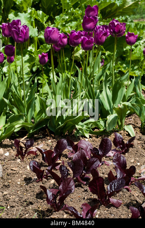 Le lattughe romane "Marshall' piante che crescono nel giardino cucina a Painswick Giardino rococò in Cotswolds Foto Stock