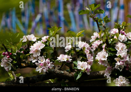 Apple Blossom su espaliered meli a Painswick Giardino rococò in Cotswolds Foto Stock