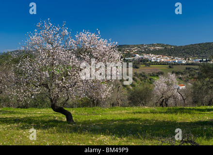 Il Portogallo, Algarve, Paderne, villaggio con Mandorla Blossom In campagna Foto Stock