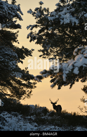Il cervo (Cervus elaphus). Voce maschile in piedi tra alberi di pino. Foto Stock