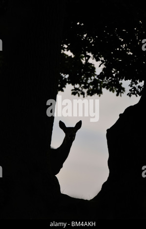 Il cervo (Cervus elaphus). Hind in autunnale di routine in una radura del bosco al crepuscolo, Glenfield Lodge Park, Leicestershire, Regno Unito. Foto Stock