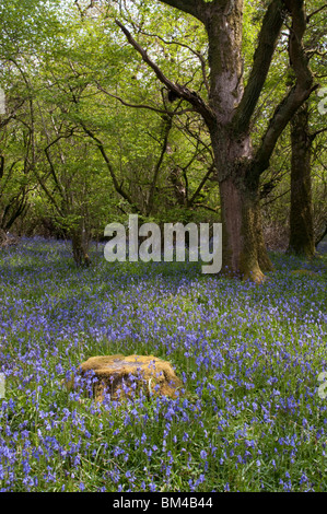 Bluebells in un bosco vicino a Okehampton, Devon Foto Stock