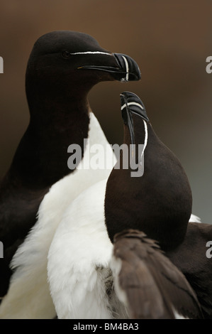 Razorbill (Alca torda), amorevole coppia. Foto Stock