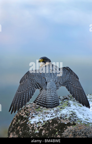 Falco pellegrino (Falco peregrinus) arroccato con alette aperte su una roccia nella brughiera, Scozia. Foto Stock