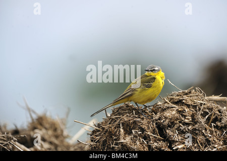 Blue-headed wagtail giallo (Motacilla flava) la caccia sul mucchio di letame (anche Ashy-headed wagtail) Foto Stock