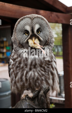 Regno Unito, Herefordshire, Falcon, captive grande gufo grigio, mangiare pulcino Foto Stock