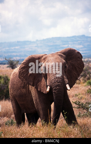 Elefante africano (Loxodonta africana), Lewa Downs, Kenya Foto Stock