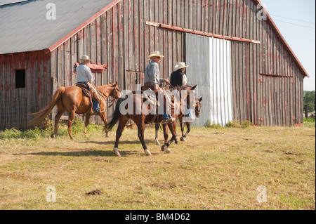 I cowboys imbrancandosi vacche a cavallo Foto Stock