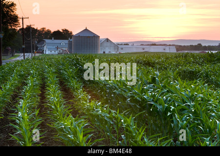 Un cornfield in una fattoria di Hadley, Massachusetts. Il tramonto. Foto Stock